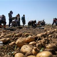 افزایش ۱۰ برابری عملکرد تولید سیب‌زمینی  کشور با مطالعات جدید تحقیقاتی