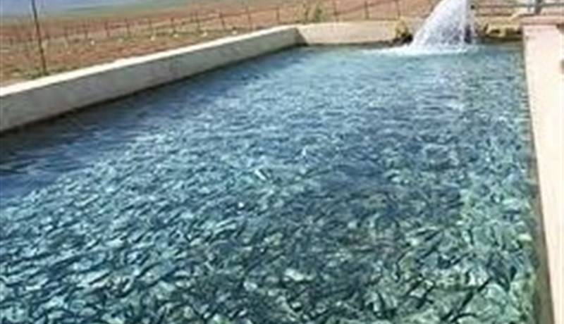 کود مورد نیاز آبزیپروری در گلستان تامین شد