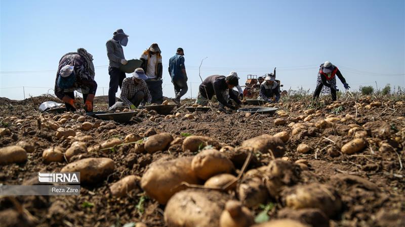 افزایش ۱۰ برابری عملکرد تولید سیب‌زمینی  کشور با مطالعات جدید تحقیقاتی