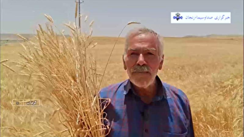 پرداخت ۲ هزار و ۴۳۳ میلیارد تومان از مطالبات گندمکاران زنجانی