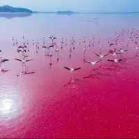 تصاویر تکان دهنده از خشک شدن دریاچه صورتی شیراز