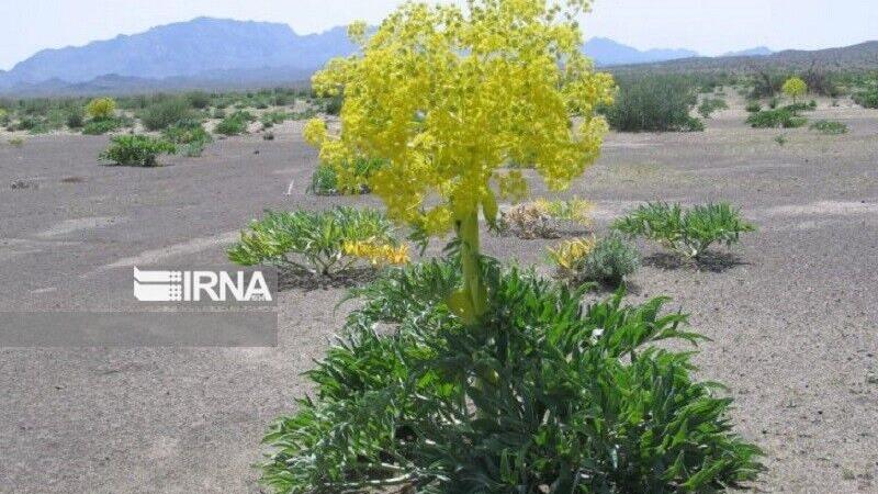 «باریجه» خراسان‌شمالی روی میز عطرسازان پاریس و میلان