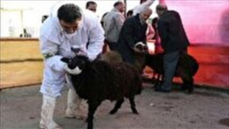 نظارت‌های دامپزشکی استان زنجان بر ذبح قربانی در اربعین