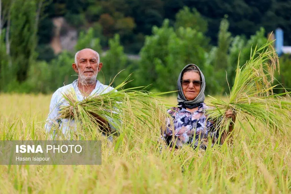 عکس/ برداشت مکانیزه برنج در سوادکوه