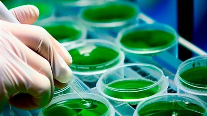 پیشرفت ۵۰ درصدی طرح تولید قرص و کپسول از ریز جلبکها در دلیجان