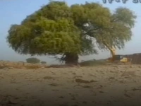 واکنش منابع طبیعی به قطع درختان بزرگ توسط منطقه ویژه پارسیان