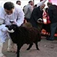 نظارت‌های دامپزشکی استان زنجان بر ذبح قربانی در اربعین
