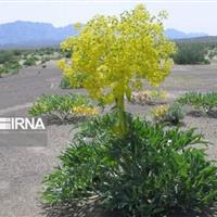 اجرای طرح کشت باریجه در ۳۰۰ هکتار مراتع شیروان خراسان شمالی