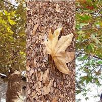 بررسی مشکل خشک شدن برخی درختان ارومیه در دستور کار استانداری آذربایجان‌غربی
