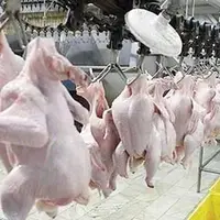 کمبود ۲۰ تُن مرغ در کهگیلویه و بویراحمد