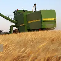 پرداخت ۱۳٠٠ میلیارد تومان از مطالبات گندمکاران چهارمحال و بختیاری