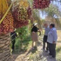رصد و پایش نخل به نخل آفت سوسک سرخرطومی خرما در یزد
