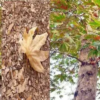 بررسی مشکل خشک شدن برخی درختان ارومیه در دستور کار استانداری