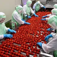مراحل صفر تا صد فرآوری و بسته بندی گوجه فرنگی در کارخانه ای در ژاپن