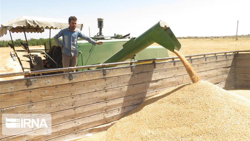 ۸۲ درصد از مطالبات گندمکاران خراسان جنوبی پرداخت شد
