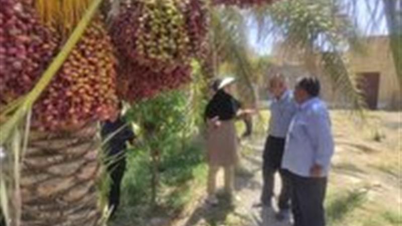 رصد و پایش نخل به نخل آفت سوسک سرخرطومی خرما در یزد