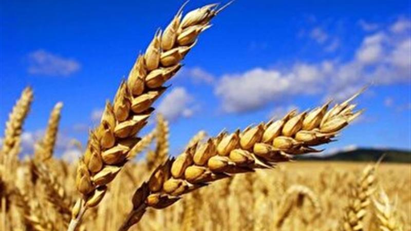 پرداخت بیش از ۲۳۰ میلیارد تومان از مطالبات گندمکاران خراسان جنوبی