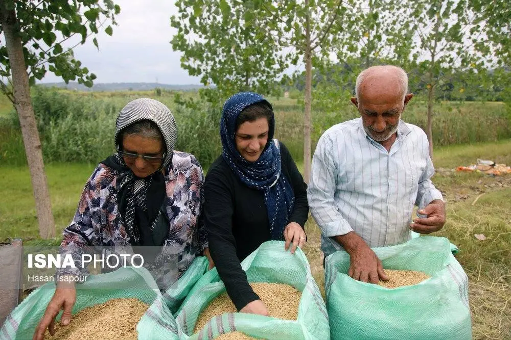 عکس/ برداشت مکانیزه برنج در سوادکوه
