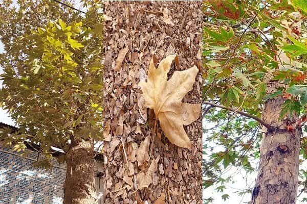 بررسی مشکل خشک شدن برخی درختان ارومیه در دستور کار استانداری