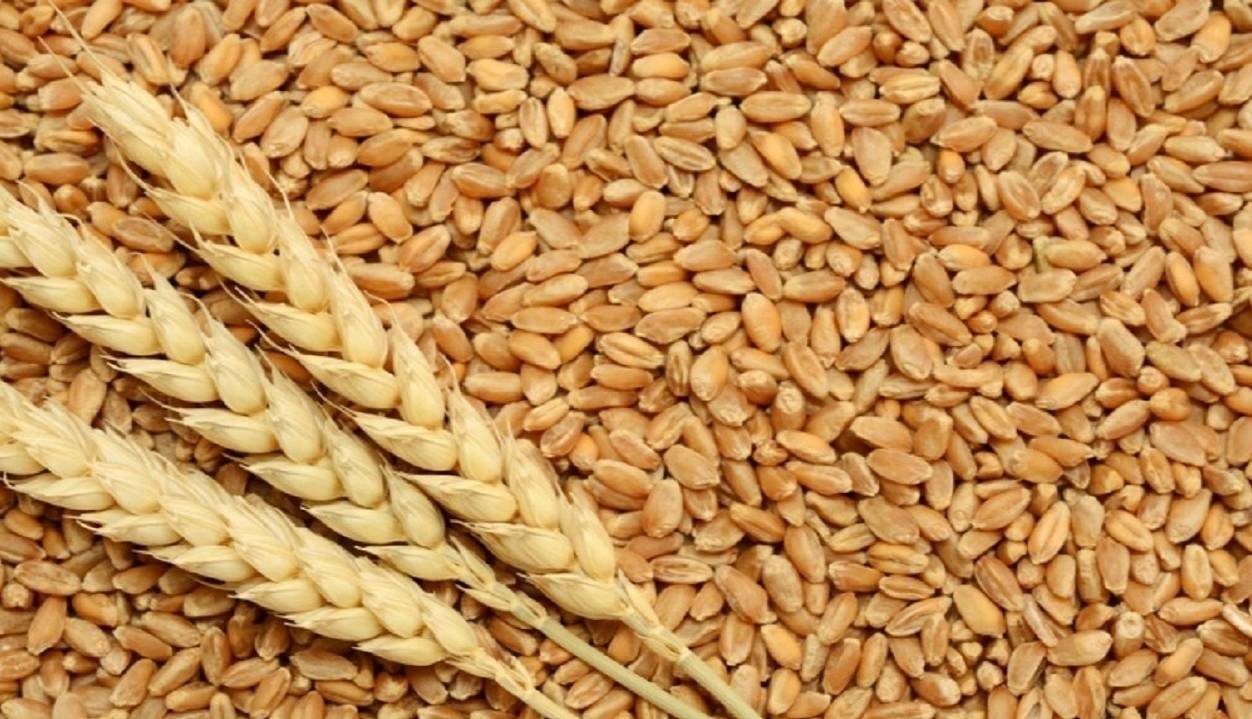 کشف ۲۵ تن گندم قاچاق در مراغه
