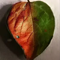 طرح/ قطعا ایمان آوردیم 