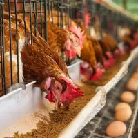 کشتار مرغ‌های تخم‌گذار با گاز؛ پای جهاد کشاورزی در میان است؟
