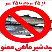 صید ماهی شیر در استان بوشهر ممنوع شد