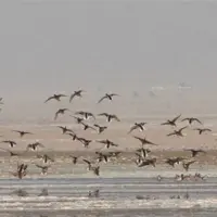 زادآوری ۵ هزار پرنده مهاجر در تالاب بین‌المللی گندمان