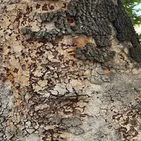 حمله حشرات چوب‌خوار به درختان چنار تهران