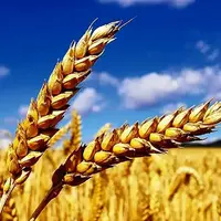 اختلاف اعضای شورای قیمت‌گذاری بر سر نرخ خرید تضمینی گندم