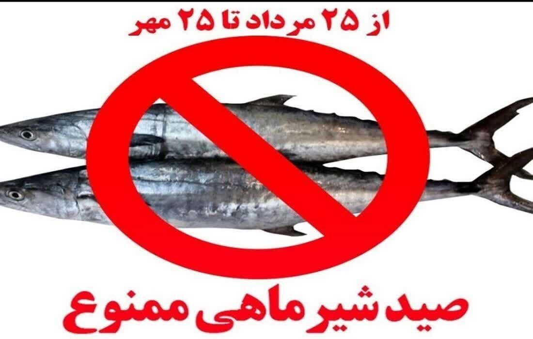صید ماهی شیر در استان بوشهر ممنوع شد