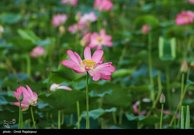 طبیعت زیبای تالاب سوستان در گیلان