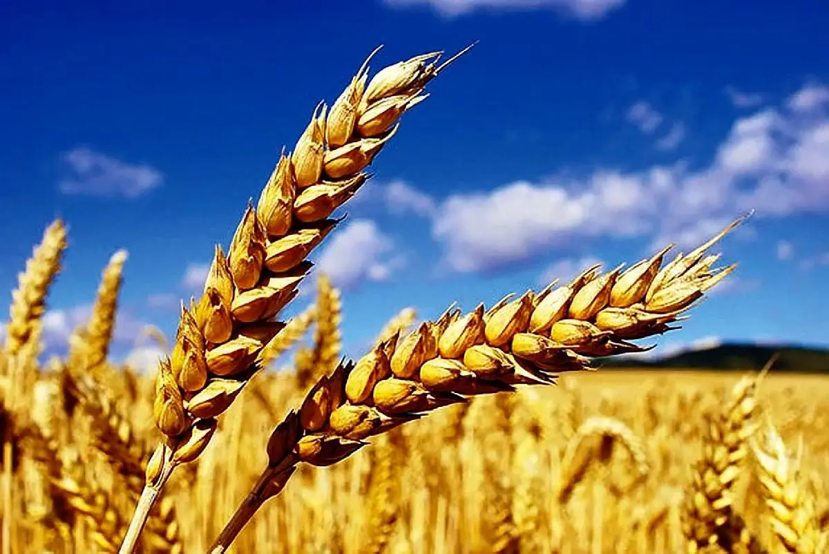 اختلاف اعضای شورای قیمتگذاری بر سر نرخ خرید تضمینی گندم