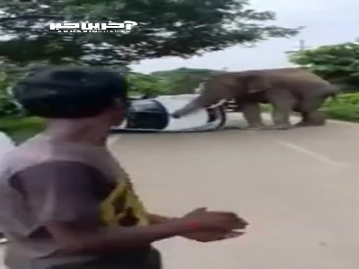 لحظه حمله فیل وحشی به یک خودرو در هند
