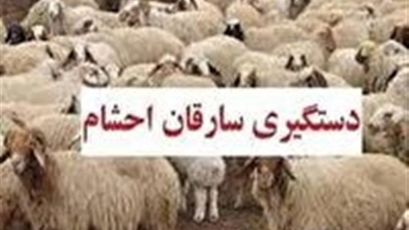 کشف ۵۰ میلیارد کالا و احشام قاچاق در مرزهای کردستان