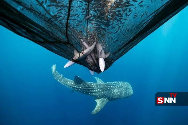 عکس/ فینالیست‌های مسابقه عکاسی اقیانوس ٢٠٢۵
