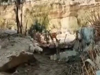 صحنه‌های زیبای همکاری مردم و حافظان محیط‌زیست در غرب هرمزگان