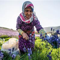 دلالان، برنده اصلی بازار گیاهان دارویی خراسان شمالی
