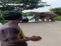 لحظه حمله فیل وحشی به یک خودرو در هند