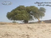قطع درختان کهور ایرانی در پارسیان به کجا رسید؟