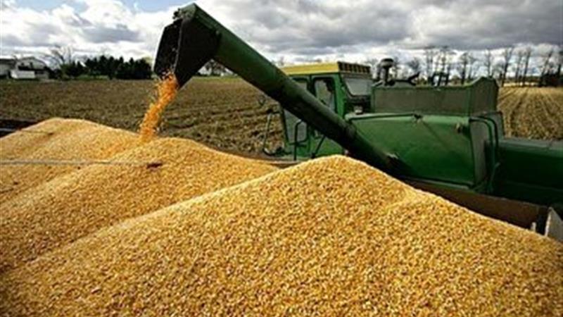 خرید تضمینی بیش از ۱۶ هزار میلیارد تومان گندم از کشاورزان کردستانی
