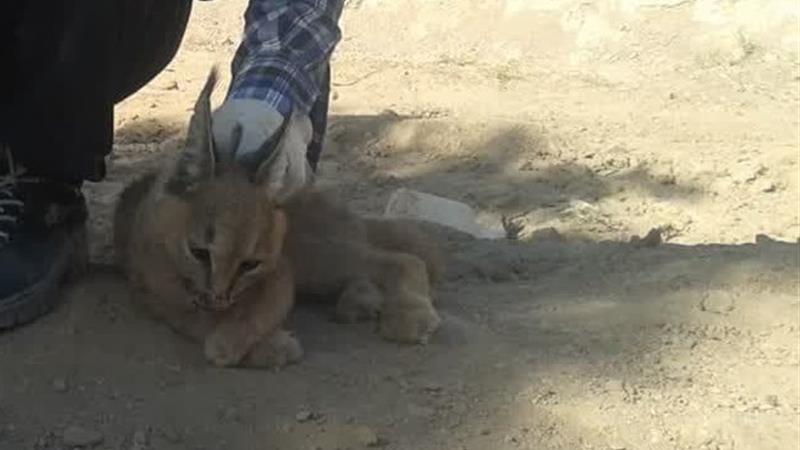 مشاهده گربه سان کمیاب کاراکال برای اولین بار در زیرکوه