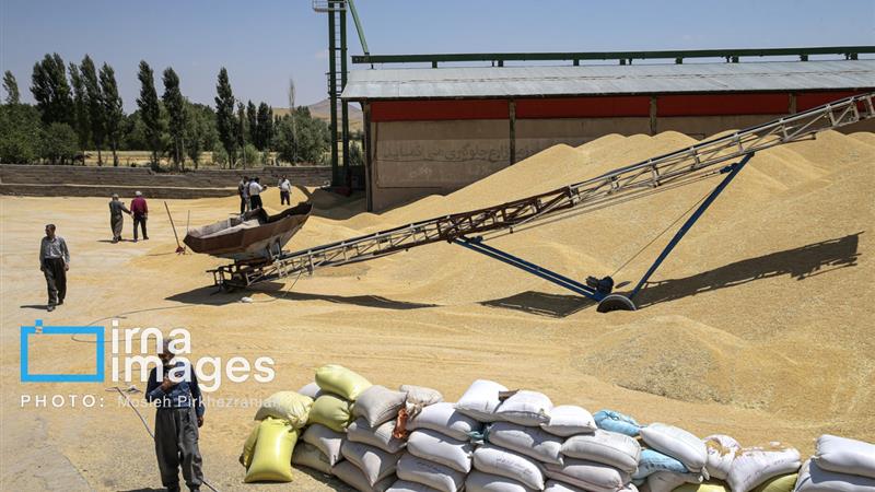 ثبت رکورد خرید تضمینی گندم از سوی شبکه تعاون روستایی زنجان