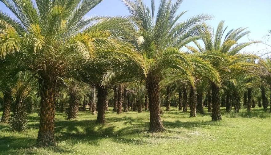 اجرای طرح آبیاری قطره‌ای در یکی از نخلستان‌های هویزه