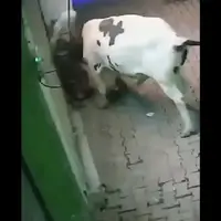 حمله خطرناک گاو به پیرزن
