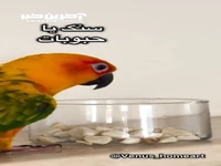 شمع سنگی؛ خونه هاتون رو شیک میکنه