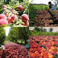 پیش‌بینی برداشت ۲۱ هزار تن محصول هسته‌دار از باغات کهگیلویه و بویراحمد