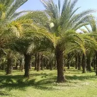 اجرای طرح آبیاری قطره‌ای در یکی از نخلستان‌های هویزه