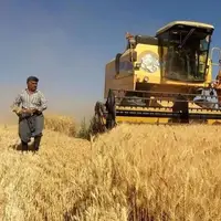 پرداخت جریمه دیرکرد به گندم‌کاران؛ تا پایان شهریور مطالبات پرداخت می‌شود