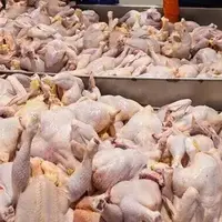 افزایش ظرفیت تولید گوشت مرغ در آذربایجان‌غربی